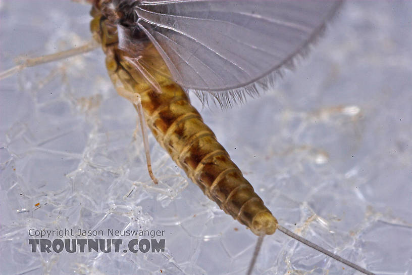 Female Baetidae (Blue-Winged Olives) Mayfly Dun from the West Branch of Owego Creek in New York