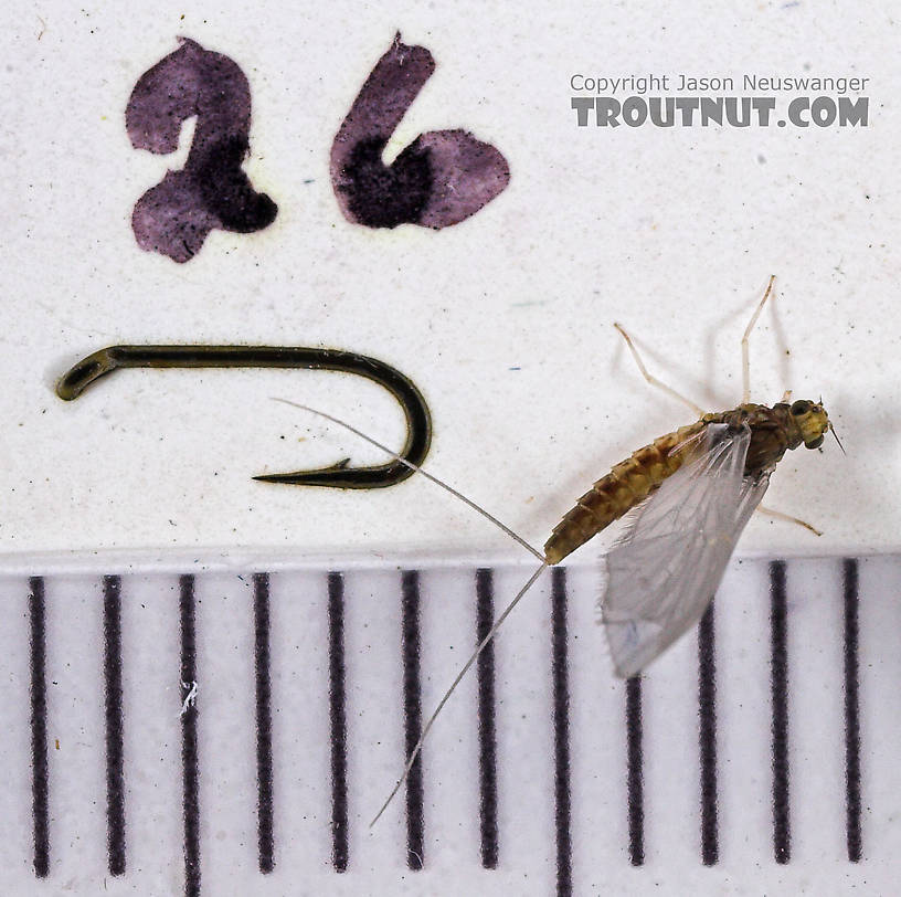 Female Baetidae (Blue-Winged Olives) Mayfly Dun from the West Branch of Owego Creek in New York