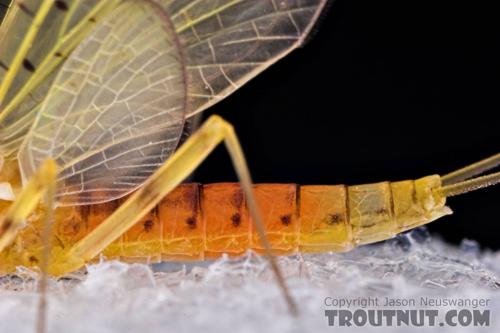 Female Stenacron interpunctatum (Light Cahill) Mayfly Dun from the West Branch of Owego Creek in New York