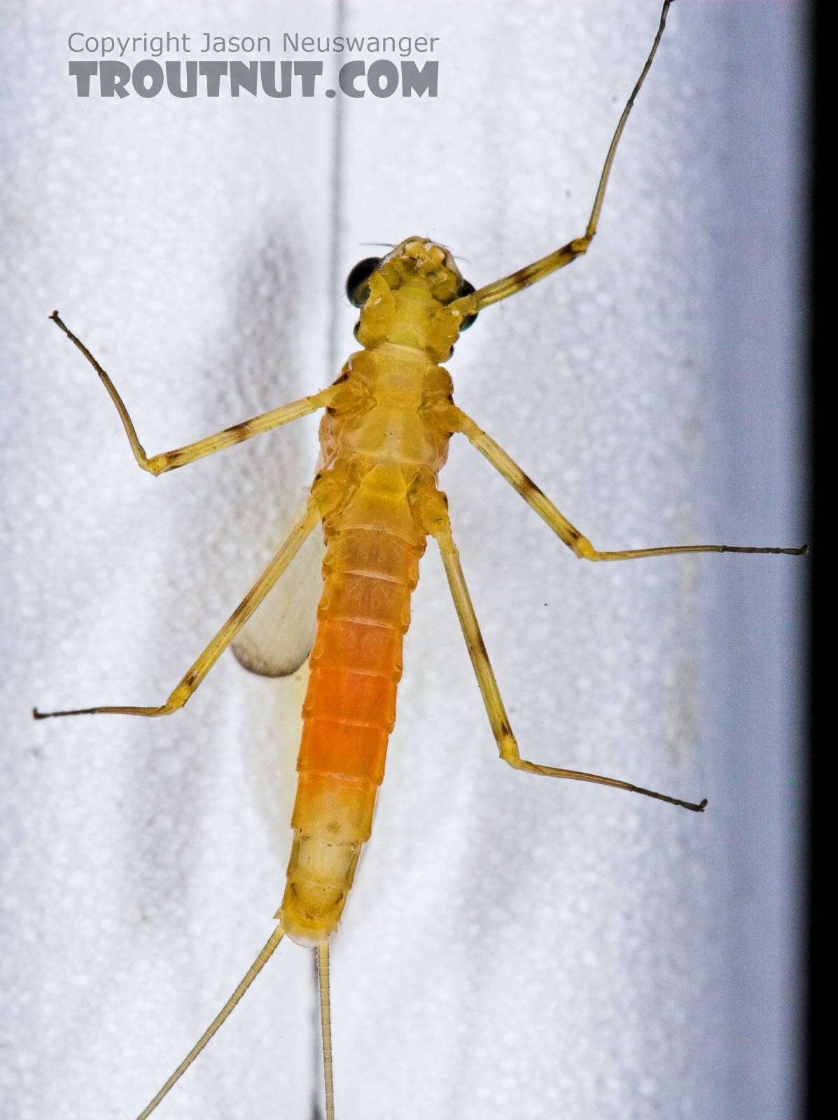 Female Stenacron interpunctatum (Light Cahill) Mayfly Dun from the West Branch of Owego Creek in New York
