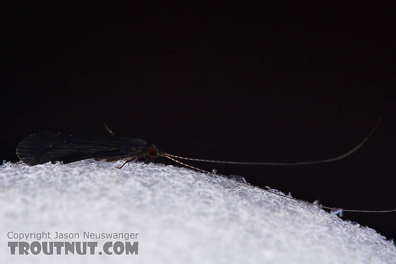 Black as night!  Male Mystacides sepulchralis (Black Dancer) Caddisfly Adult from the West Branch of Owego Creek in New York