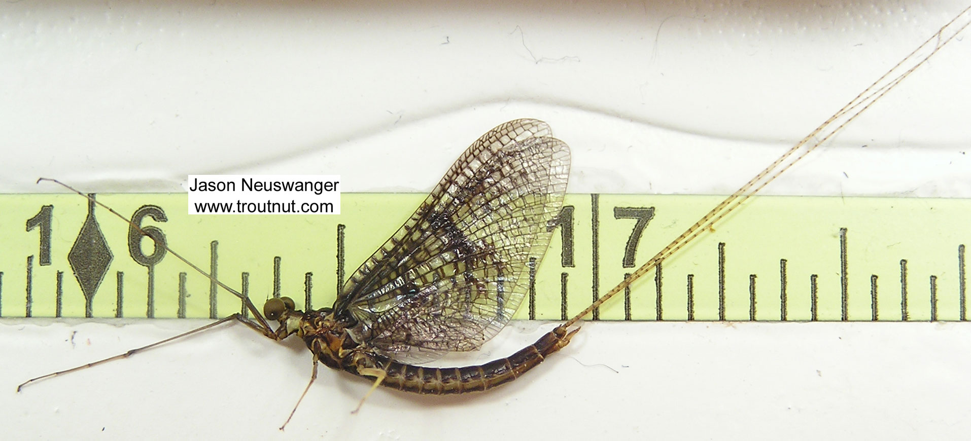 Male Ephemera simulans (Brown Drake) Mayfly Spinner from unknown in Wisconsin