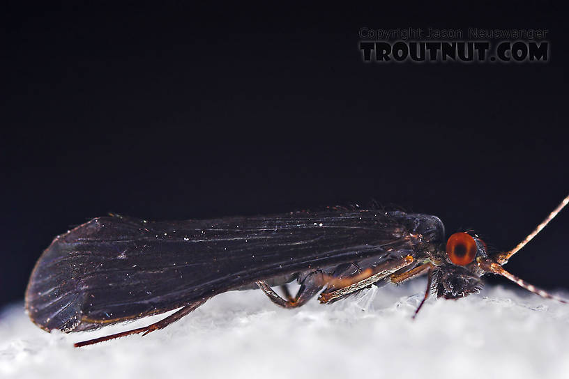 Male Mystacides sepulchralis (Black Dancer) Caddisfly Adult from the West Branch of Owego Creek in New York
