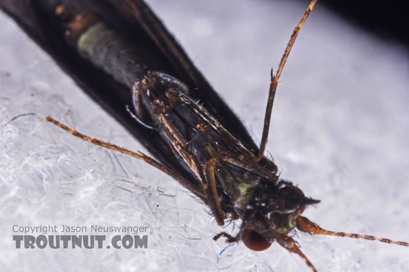 Male Mystacides sepulchralis (Black Dancer) Caddisfly Adult from the West Branch of Owego Creek in New York