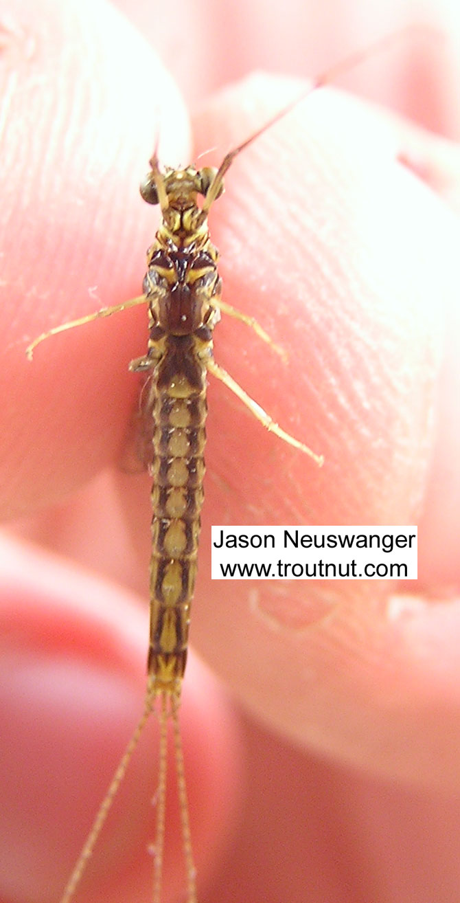 Male Ephemera simulans (Brown Drake) Mayfly Spinner from unknown in Wisconsin