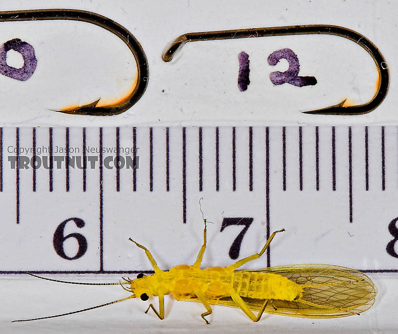 Female Perlesta (Golden Stones) Stonefly Adult from Enfield Creek in New York
