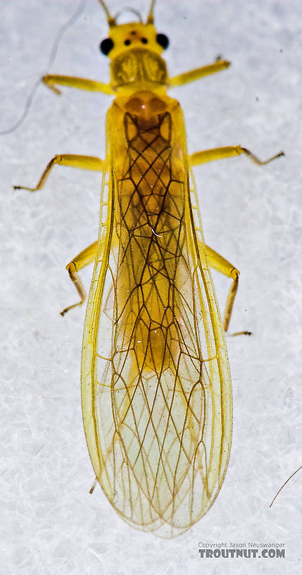 Female Perlesta (Golden Stones) Stonefly Adult from Enfield Creek in New York