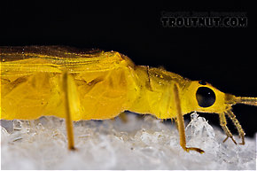 Female Perlesta (Golden Stones) Stonefly Adult