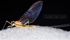 Female Leucrocuta hebe (Little Yellow Quill) Mayfly Spinner