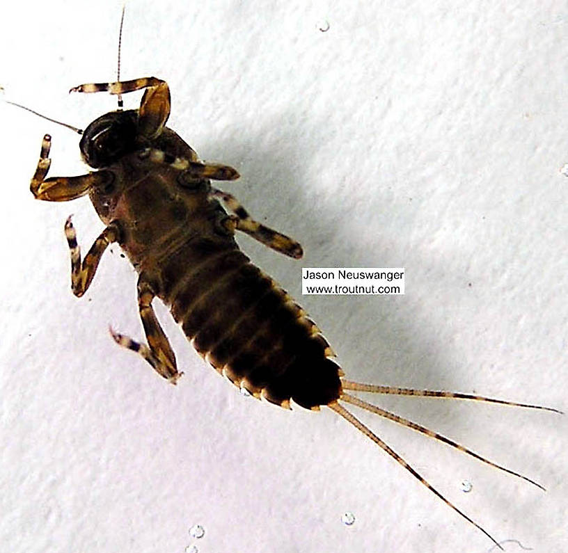 Ephemerella subvaria (Hendrickson) Mayfly Nymph from the Namekagon River in Wisconsin