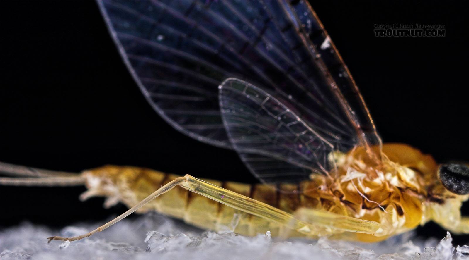 Female Leucrocuta hebe (Little Yellow Quill) Mayfly Spinner from Willowemoc Creek in New York