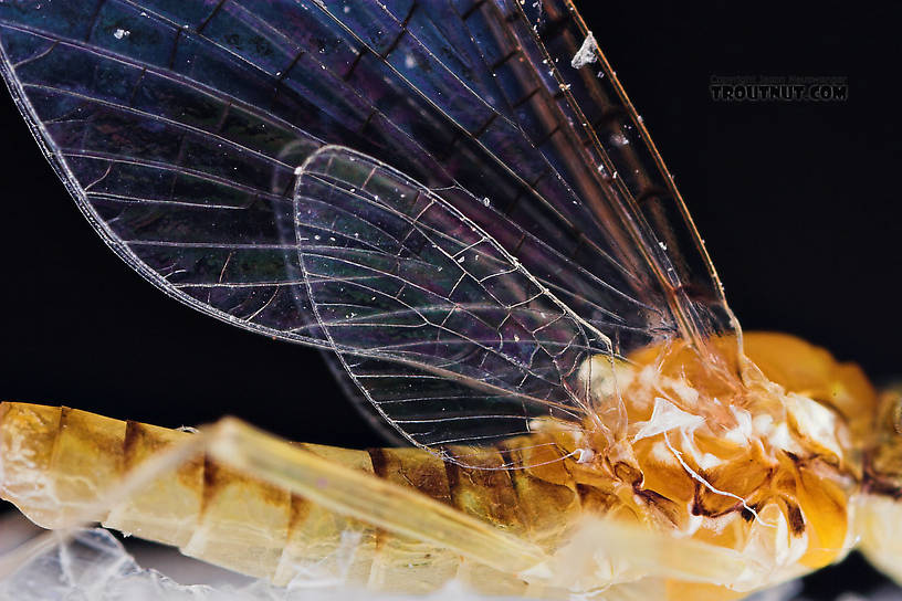 Female Leucrocuta hebe (Little Yellow Quill) Mayfly Spinner from Willowemoc Creek in New York