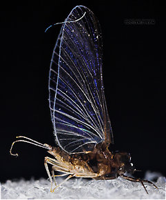 Female Tricorythodes (Tricos) Mayfly Spinner