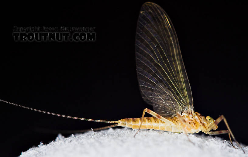 Female Maccaffertium (March Browns and Cahills) Mayfly Dun from the Neversink River in New York