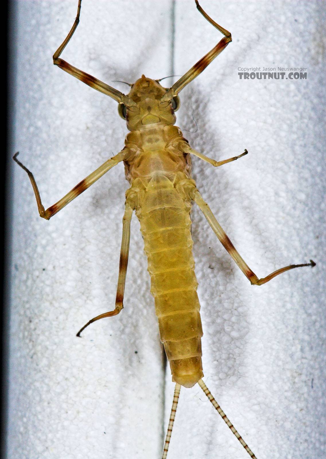 Female Maccaffertium (March Browns and Cahills) Mayfly Dun from the Neversink River in New York