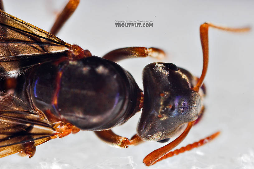 Formicidae (Ants) Ant Adult from the Neversink River in New York