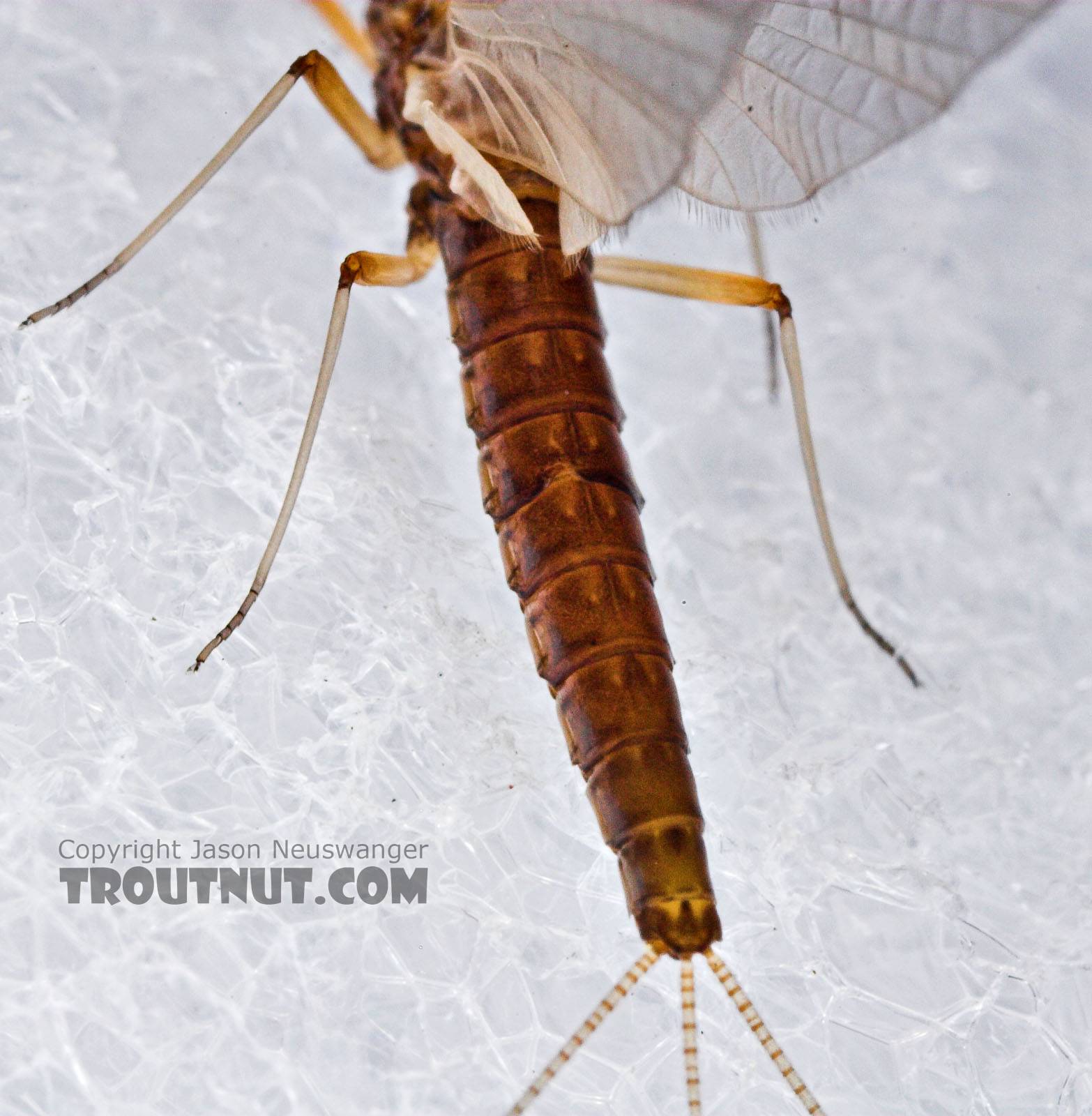 Female Paraleptophlebia (Blue Quills and Mahogany Duns) Mayfly Dun from the Neversink River in New York