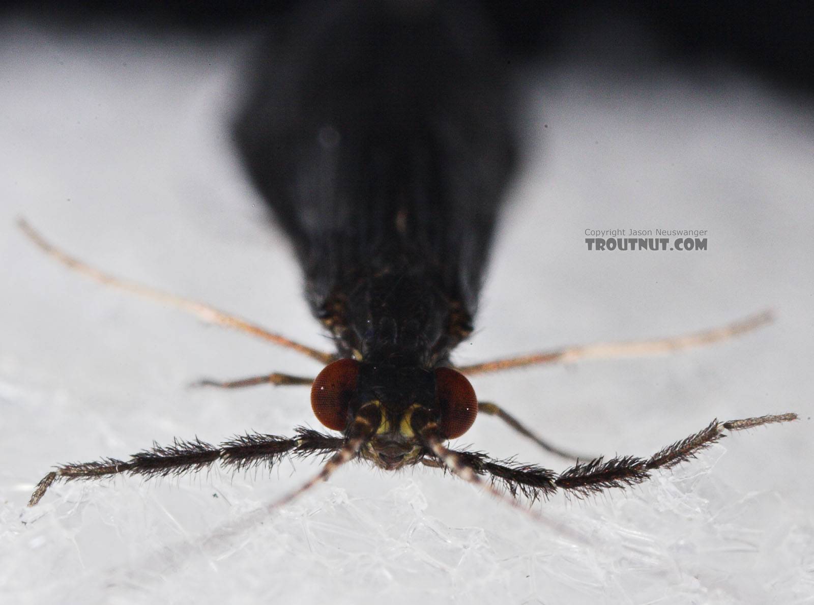 Mystacides sepulchralis (Black Dancer) Caddisfly Adult from the Neversink River in New York