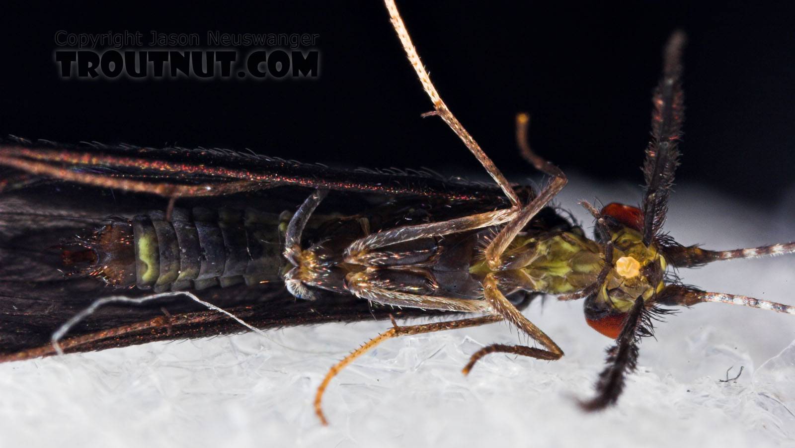 Caddisflies can be much more colorful than we'd ever expect, under the right lighting!  Mystacides sepulchralis (Black Dancer) Caddisfly Adult from the Neversink River in New York