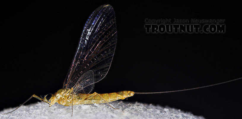 Female Epeorus frisoni Mayfly Spinner from Mystery Creek #23 in New York