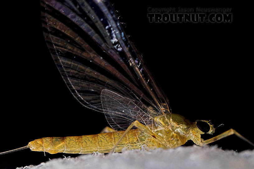 Female Epeorus frisoni Mayfly Spinner from Mystery Creek #23 in New York