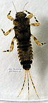 Ephemerella subvaria (Hendrickson) Mayfly Nymph
