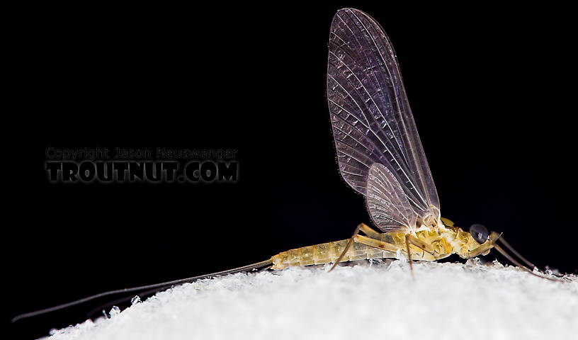 Male Epeorus frisoni Mayfly Dun from Mystery Creek #23 in New York
