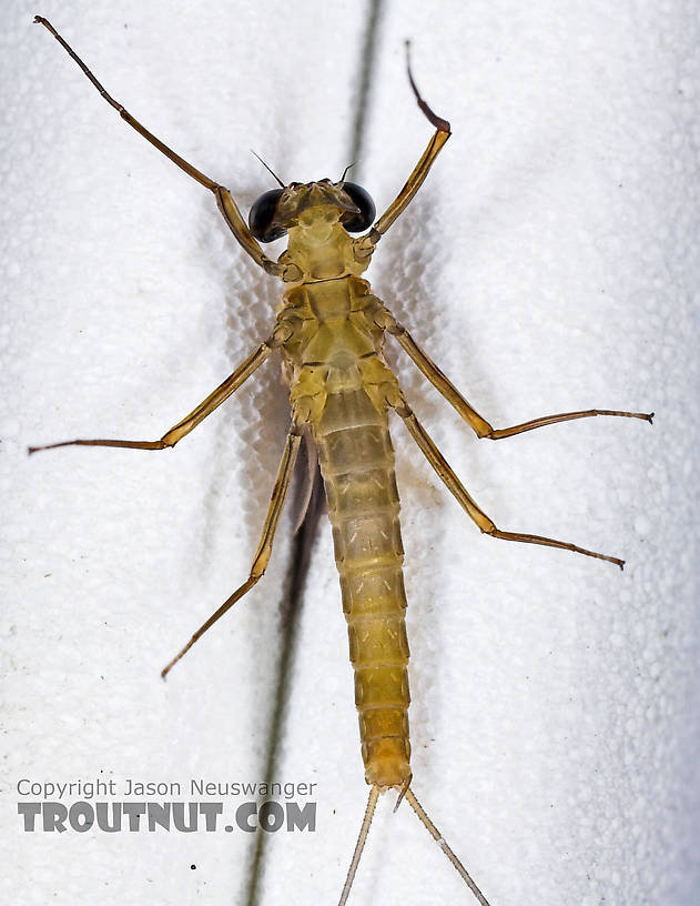 Male Epeorus frisoni Mayfly Dun from Mystery Creek #23 in New York