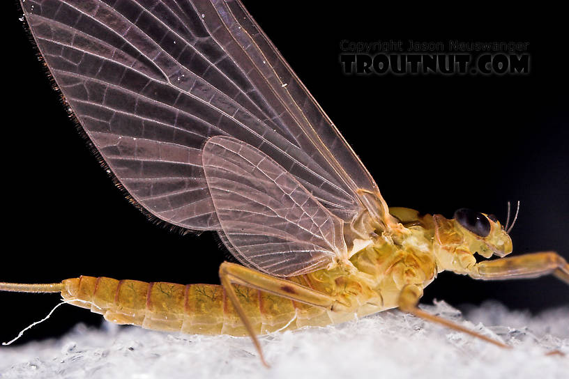 Female Epeorus frisoni Mayfly Dun from Mystery Creek #23 in New York