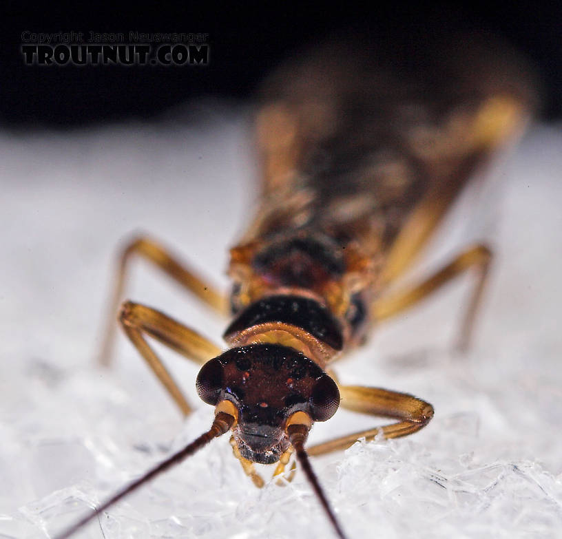 Female Amphinemura (Tiny Winter Blacks) Stonefly Adult from Mystery Creek #23 in New York