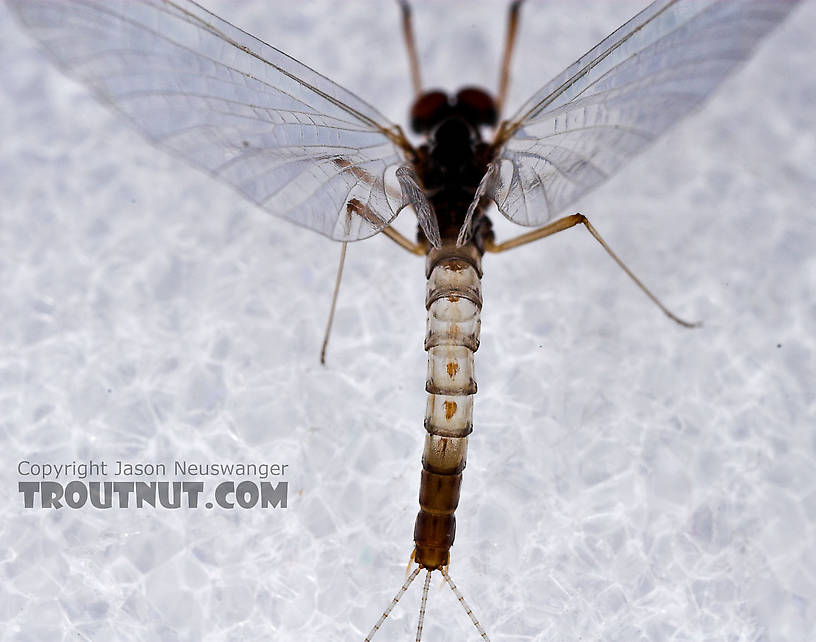 Male Paraleptophlebia (Blue Quills and Mahogany Duns) Mayfly Spinner from the East Branch of the Delaware River in New York
