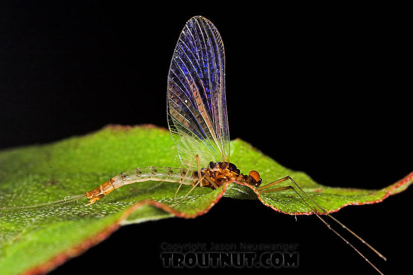 Male Paraleptophlebia (Blue Quills and Mahogany Duns) Mayfly Spinner from the East Branch of the Delaware River in New York