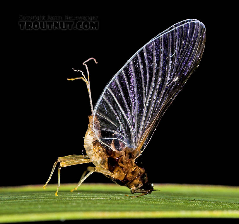 Female Tricorythodes (Tricos) Mayfly Spinner from the Neversink River in New York