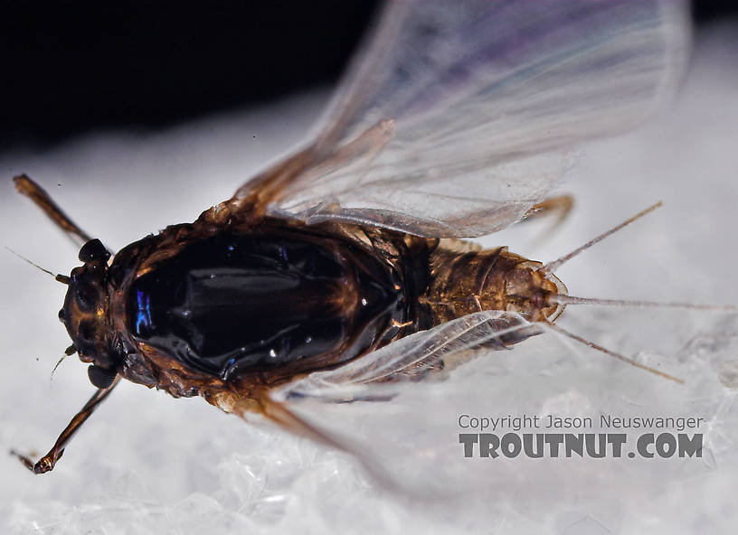 Female Tricorythodes (Tricos) Mayfly Spinner from the Neversink River in New York