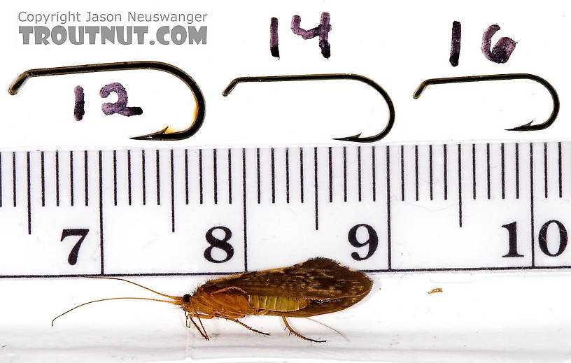 Neophylax (Autumn Mottled Sedges) Caddisfly Adult from Mystery Creek #43 in New York