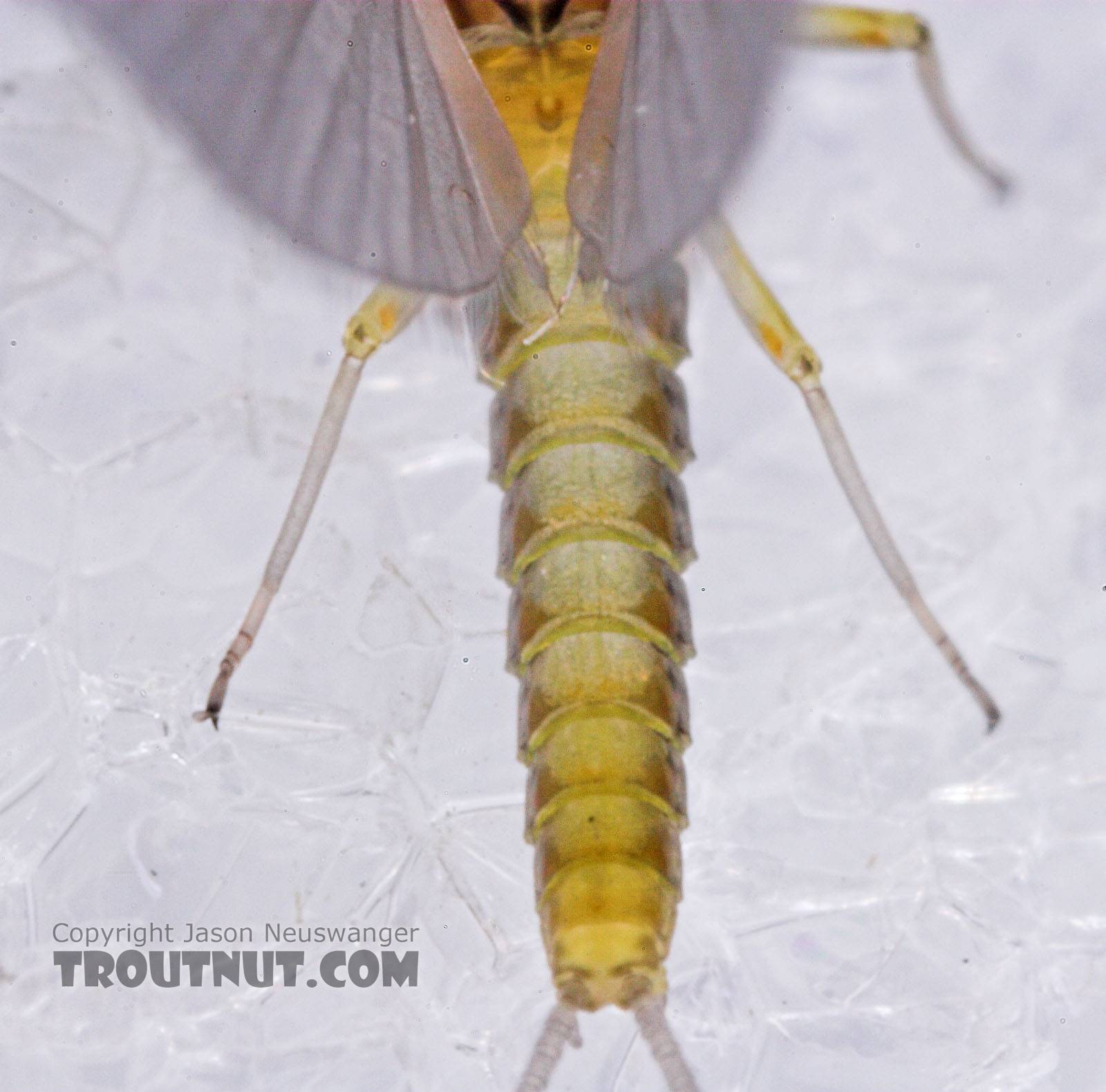 Male Baetis (Blue-Winged Olives) Mayfly Dun from Mystery Creek #43 in New York