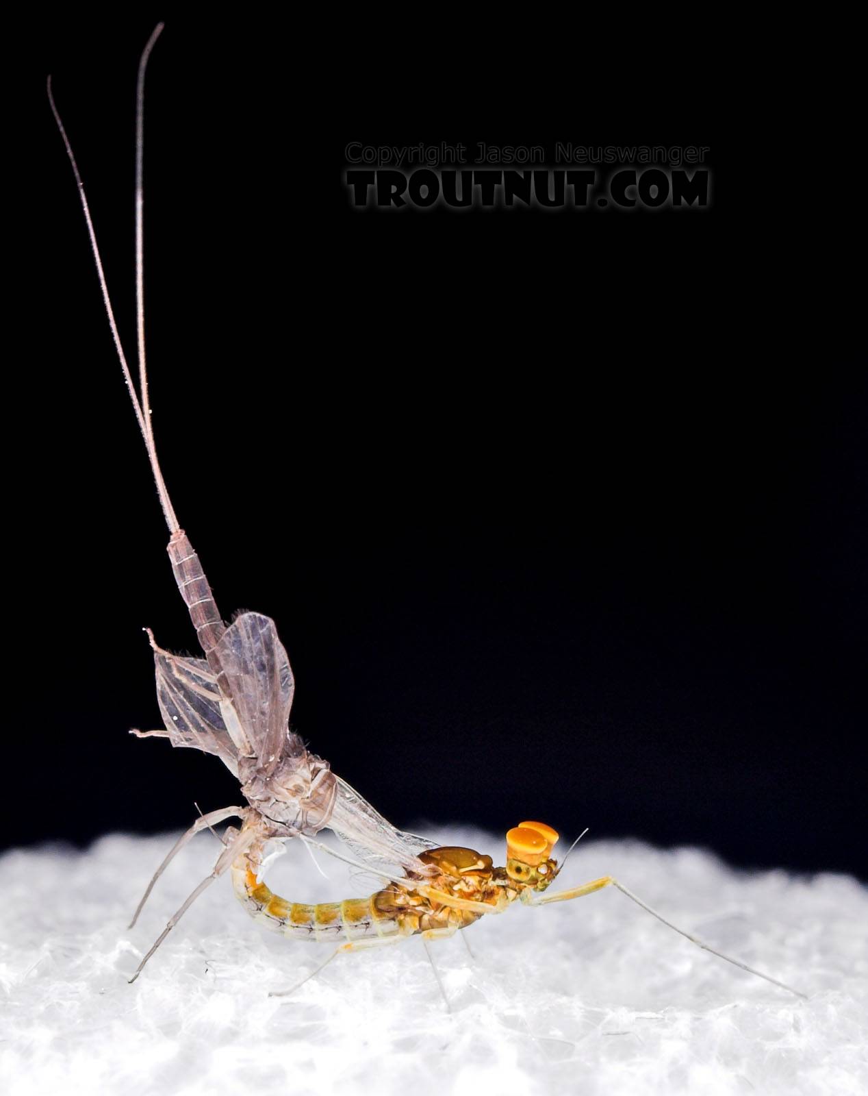 Male Baetis (Blue-Winged Olives) Mayfly Dun from Mystery Creek #43 in New York