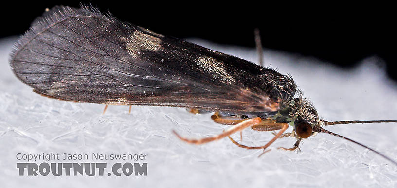 Cheumatopsyche (Little Sister Sedges) Caddisfly Adult from Mystery Creek #43 in New York