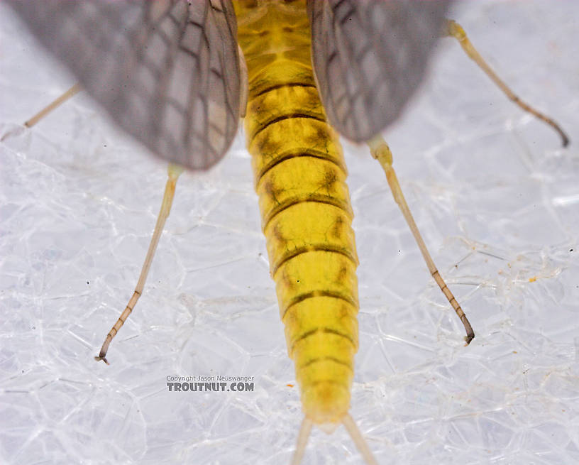 Female Leucrocuta hebe (Little Yellow Quill) Mayfly Dun from Mystery Creek #43 in New York