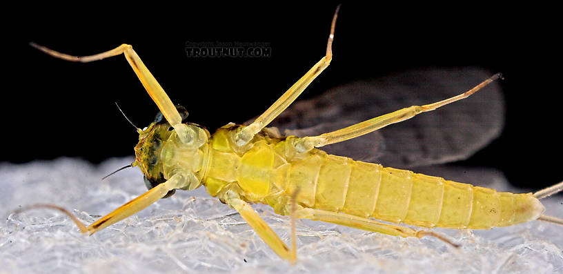 Female Leucrocuta hebe (Little Yellow Quill) Mayfly Dun from Mystery Creek #43 in New York