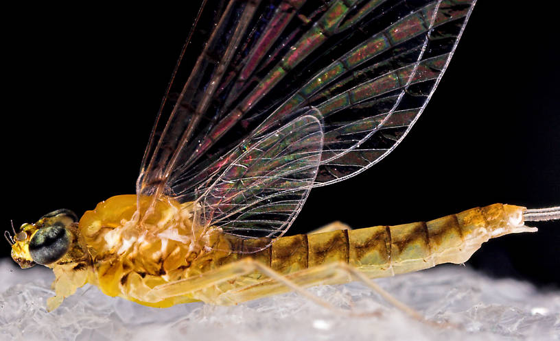 Female Leucrocuta hebe (Little Yellow Quill) Mayfly Spinner from Mystery Creek #43 in New York