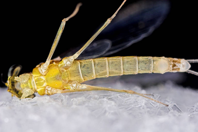 Female Leucrocuta hebe (Little Yellow Quill) Mayfly Spinner from Mystery Creek #43 in New York
