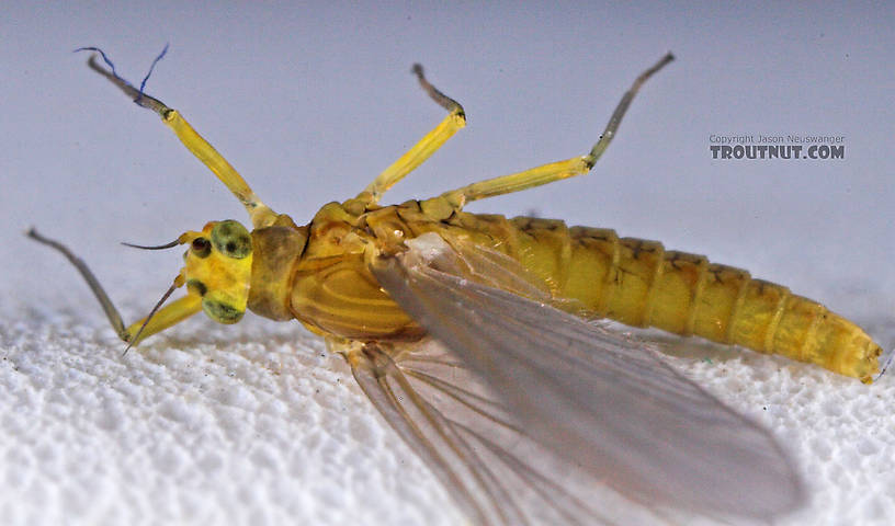 Female Baetis (Blue-Winged Olives) Mayfly Dun from Mystery Creek #43 in New York