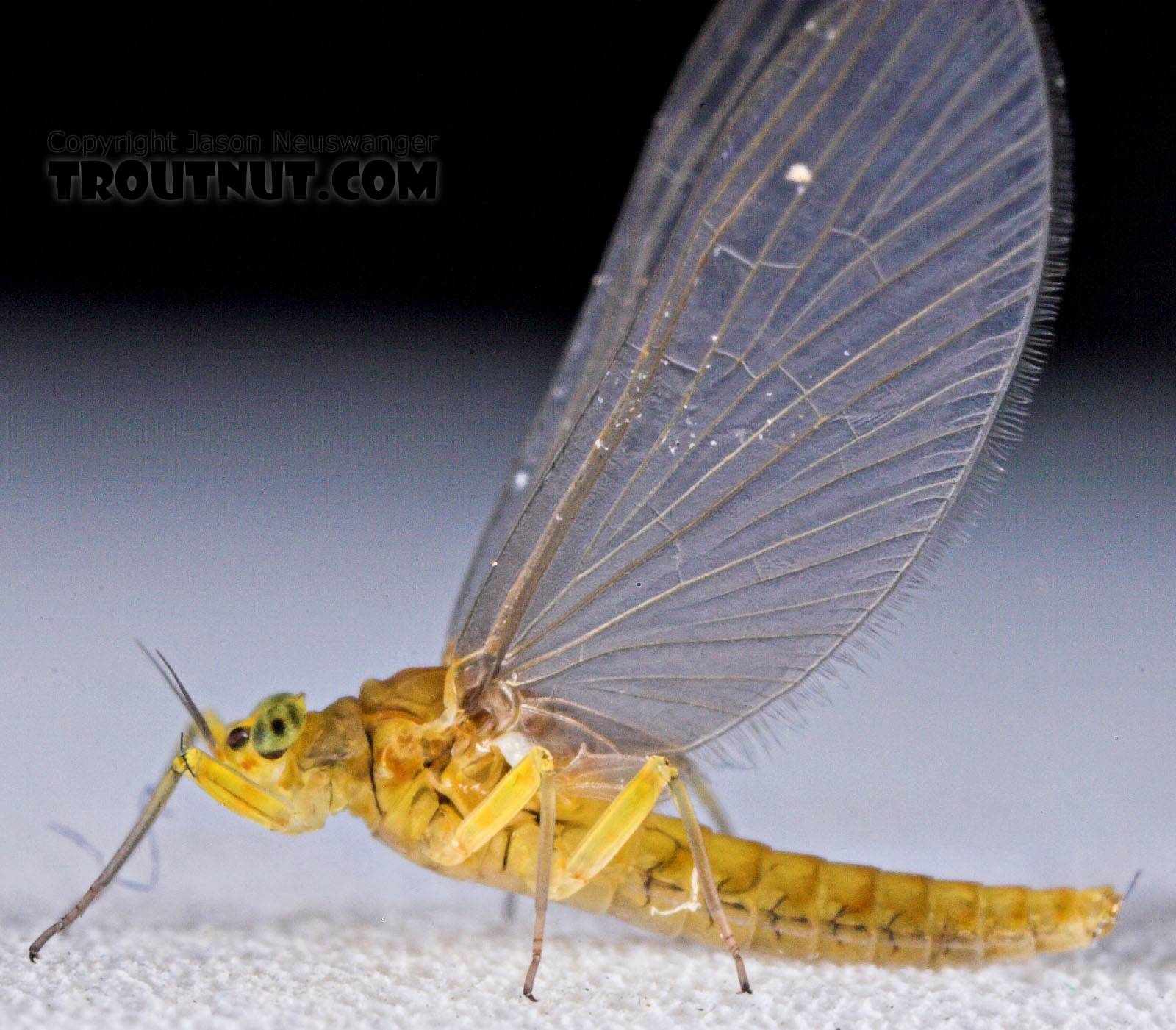 Female Baetis (Blue-Winged Olives) Mayfly Dun from Mystery Creek #43 in New York