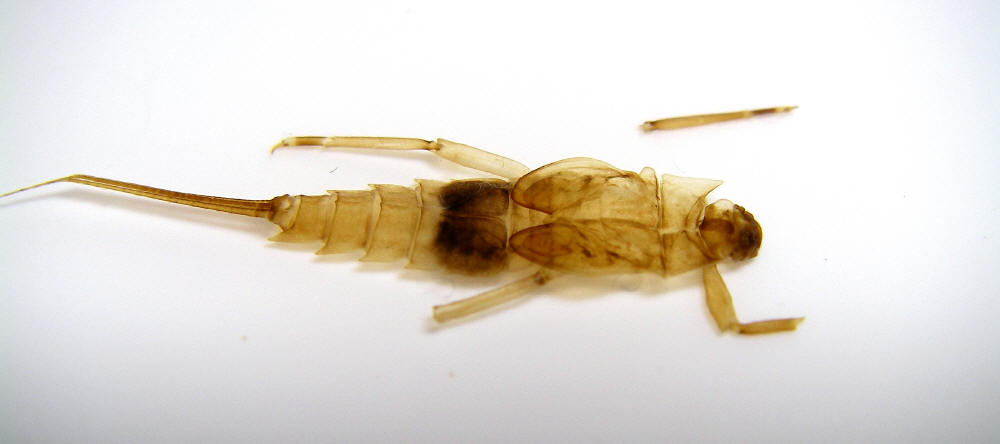 Preserved exoskeleton photographed in February 2007.  Photo by Caleb Boyle.  Neoephemera Mayfly Nymph from unknown in North Carolina
