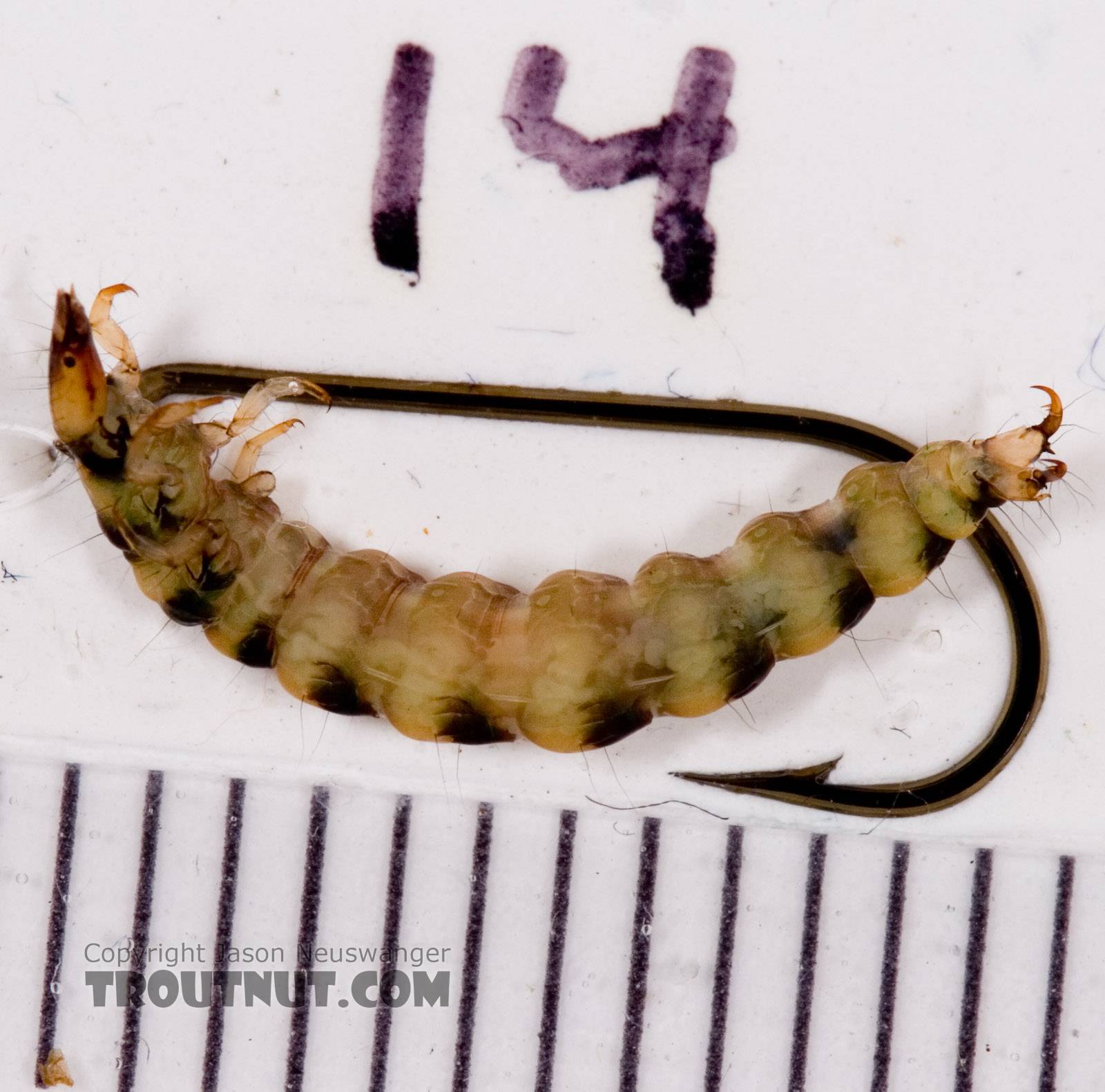 Rhyacophila mainensis (Green Sedge) Caddisfly Larva from Fall Creek in New York