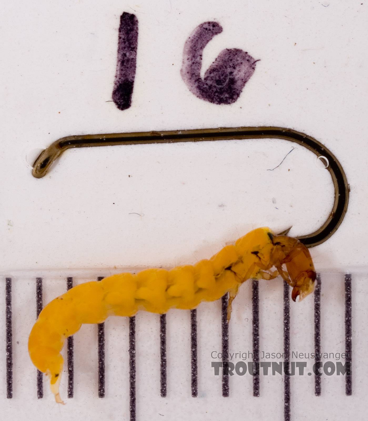 Chimarra (Little Black Sedges) Caddisfly Larva from Fall Creek in New York