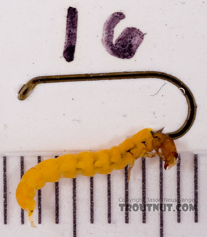 Chimarra (Little Black Sedges) Caddisfly Larva from Fall Creek in New York