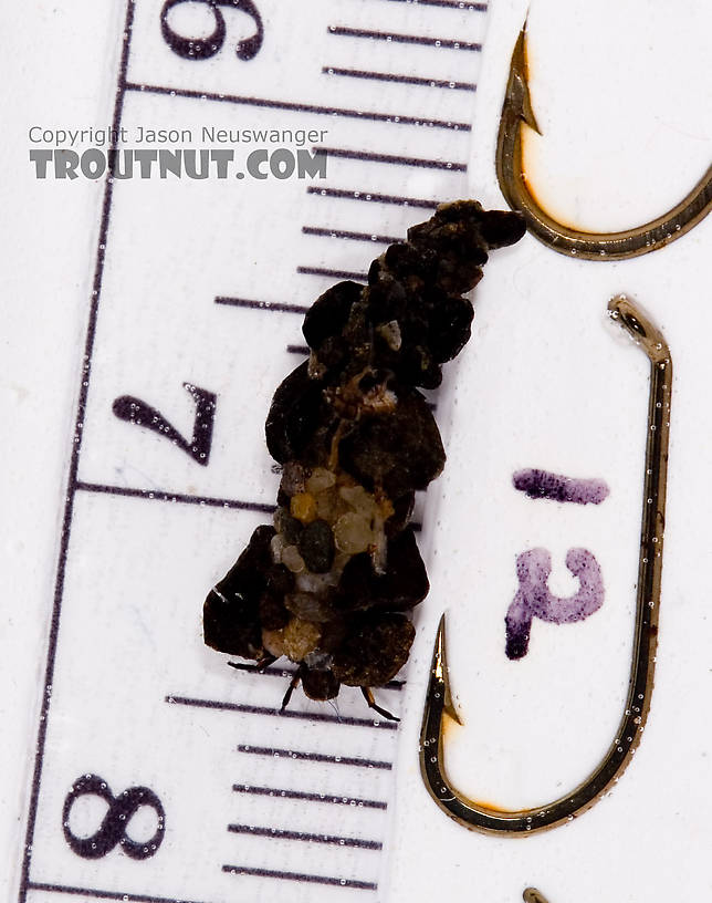 Neophylax (Autumn Mottled Sedges) Caddisfly Larva from Fall Creek in New York