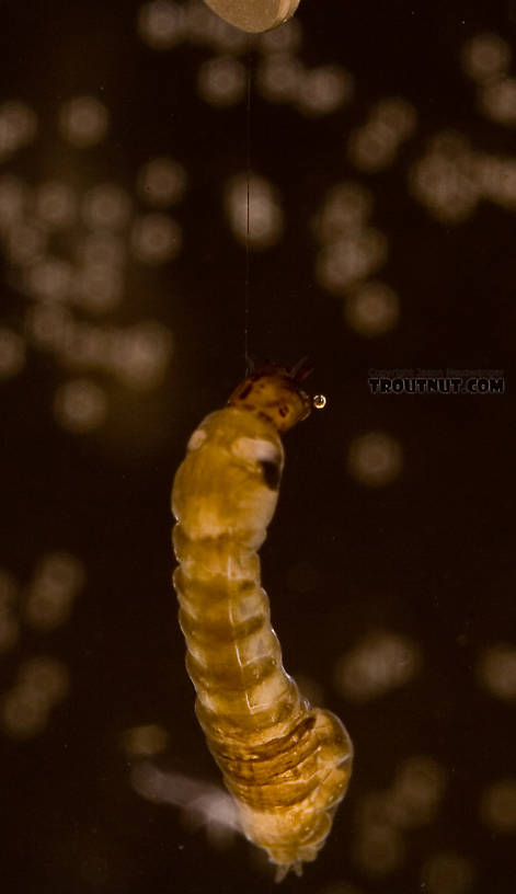 I strangely enhanced the colors in this picture to highlight the silk thread from which this larva is dangling.  It attached the line to the little tweezers I used to pick it up, and when I lowered it into my little photo tank it was suspended by the line for a while.  I believe some authors have mentioned imitating this line when fishing Simuliidae imitations, but that seems kind of silly given the diameter involved, probably something like a 30X tippet.  Simuliidae (Black Flies) Black Fly Larva from Fall Creek in New York